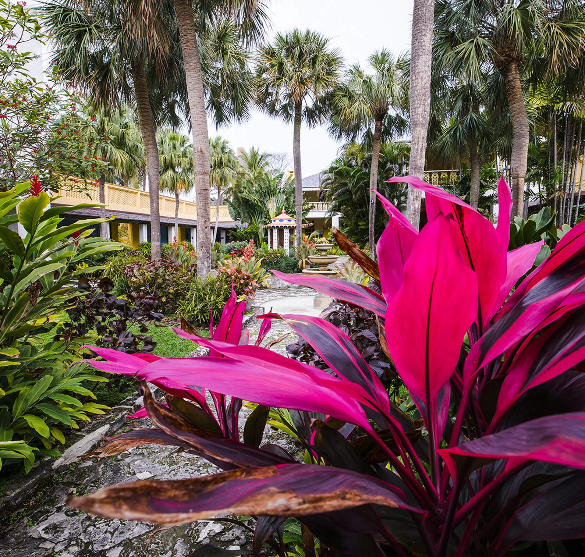 Tropical garden path at Bonnet House with magenta foliage, a stone fountain, and the historic yellow estate beyond palm trees