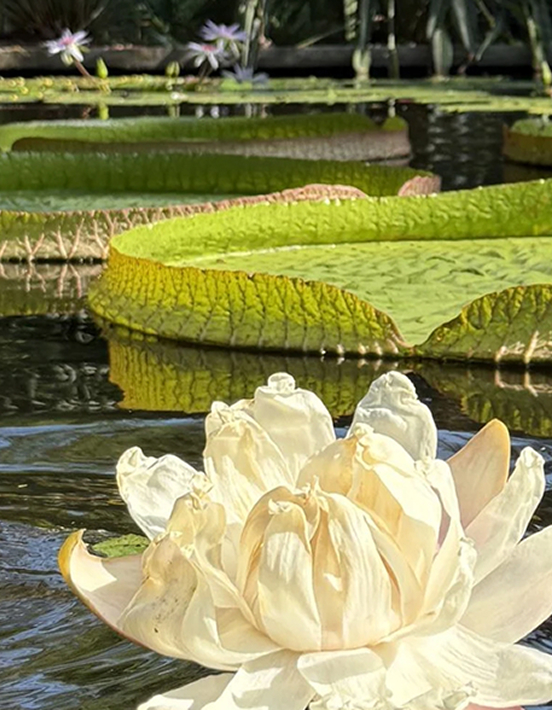 Miami Beach Botanical Garden
